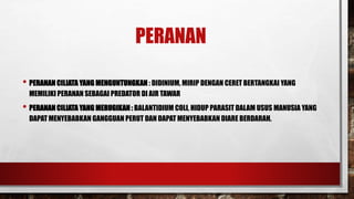 PERANAN
• PERANAN CILIATA YANG MENGUNTUNGKAN : DIDINIUM, MIRIP DENGAN CERET BERTANGKAI YANG
MEMILIKI PERANAN SEBAGAI PREDATOR DI AIR TAWAR
• PERANAN CILIATA YANG MERUGIKAN : BALANTIDIUM COLI, HIDUP PARASIT DALAM USUS MANUSIA YANG
DAPAT MENYEBABKAN GANGGUAN PERUT DAN DAPAT MENYEBABKAN DIARE BERDARAH.
 