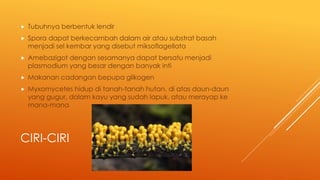 CIRI-CIRI
 Tubuhnya berbentuk lendir
 Spora dapat berkecambah dalam air atau substrat basah
menjadi sel kembar yang disebut miksoflagellata
 Amebazigot dengan sesamanya dapat bersatu menjadi
plasmodium yang besar dengan banyak inti
 Makanan cadangan bepupa glikogen
 Myxomycetes hidup di tanah-tanah hutan, di atas daun-daun
yang gugur, dalam kayu yang sudah lapuk, atau merayap ke
mana-mana
 
