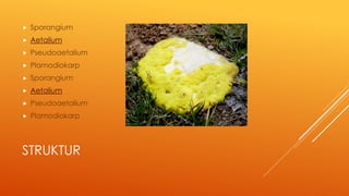 STRUKTUR
 Sporangium
 Aetalium
 Pseudoaetalium
 Plamodiokarp
 Sporangium
 Aetalium
 Pseudoaetalium
 Plamodiokarp
 