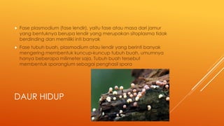 DAUR HIDUP
 Fase plasmodium (fase lendir), yaitu fase atau masa dari jamur
yang bentuknya berupa lendir yang merupakan sitoplasma tidak
berdinding dan memiliki inti banyak
 Fase tubuh buah, plasmodium atau lendir yang berinti banyak
mengering membentuk kuncup-kuncup tubuh buah, umumnya
hanya beberapa milimeter saja. Tubuh buah tersebut
membentuk sporangium sebagai penghasil spora
 