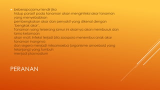 PERANAN
 beberapa jamur lendir jika
hidup parasit pada tanaman akan menginfeksi akar tanaman
yang menyebabkan
pembengkakan akar dan penyakit yang dikenal dengan
‘bengkak akar’.
Tanaman yang terserang jamur ini akarnya akan membusuk dan
lama kelamaan
akan mati. Infeksi terjadi bila zoospora menembus anak akar
tanaman inangnya
dan segera menjadi miksamoeba (organisme amoeboid yang
telanjang) yang tumbuh
menjadi plasmodium
 