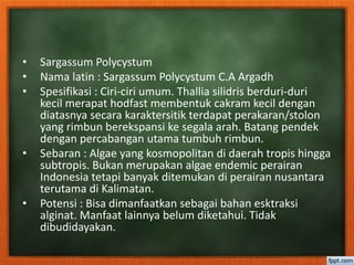 • Sargassum Polycystum
• Nama latin : Sargassum Polycystum C.A Argadh
• Spesifikasi : Ciri-ciri umum. Thallia silidris berduri-duri
kecil merapat hodfast membentuk cakram kecil dengan
diatasnya secara karaktersitik terdapat perakaran/stolon
yang rimbun berekspansi ke segala arah. Batang pendek
dengan percabangan utama tumbuh rimbun.
• Sebaran : Algae yang kosmopolitan di daerah tropis hingga
subtropis. Bukan merupakan algae endemic perairan
Indonesia tetapi banyak ditemukan di perairan nusantara
terutama di Kalimatan.
• Potensi : Bisa dimanfaatkan sebagai bahan esktraksi
alginat. Manfaat lainnya belum diketahui. Tidak
dibudidayakan.
 