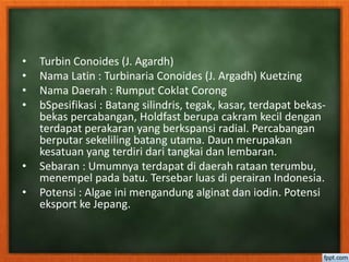 • Turbin Conoides (J. Agardh)
• Nama Latin : Turbinaria Conoides (J. Argadh) Kuetzing
• Nama Daerah : Rumput Coklat Corong
• bSpesifikasi : Batang silindris, tegak, kasar, terdapat bekas-
bekas percabangan, Holdfast berupa cakram kecil dengan
terdapat perakaran yang berkspansi radial. Percabangan
berputar sekeliling batang utama. Daun merupakan
kesatuan yang terdiri dari tangkai dan lembaran.
• Sebaran : Umumnya terdapat di daerah rataan terumbu,
menempel pada batu. Tersebar luas di perairan Indonesia.
• Potensi : Algae ini mengandung alginat dan iodin. Potensi
eksport ke Jepang.
 