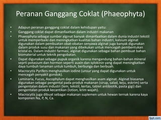 Peranan Ganggang Coklat (Phaeophyta)
• Adapun peranan ganggang coklat dalam kehidupan yaitu:
• Ganggang coklat dapat dimanfaatkan dalam industri makanan
• Phaeophyta sebagai sumber alginat banyak dimanfaatkan dalam dunia industri tekstil
untuk memperbaiki dan meningkatkan kualitas bahan industri, kalsium alginat
digunakan dalam pembuatan obat-obatan senyawa alginat juga banyak digunakan
dalam produk susu dan makanan yang dibekukan untuk mencegah pembentukan
kristal es. Dalam industri farmasi, alginat digunakan sebagai bahan pembuat bahan
biomaterial untuk teknik pengobatan.
• Dapat digunakan sebagai pupuk organik karena mengandung bahan-bahan mineral
seprti potasium dan hormon seperti auxin dan sylokinin yang dapat meningkatkan
daya tumbuh tanaman untuk tumbuh, berbunga dan berbuah.
• Macrocytis Pyrifers menghasilkan iodine (unsur yang dapat digunakan untuk
mencegah penyakit gondok).
• Laminaria, Fucus, Ascophylum dapat menghasilkan asam alginat. Alginat biasanya
digunakan sebagai pengental pada produk makanan (sirup, salad, keju, eskrim) serta
pengentalan dalam industri (lem, tekstil, kertas, tablet antibiotik, pasta gigi) dan
pengentalan produk kecantikan (lotion, krim wajah).
• Macrocytis juga dibuat sebagai makanan suplemen untuk hewan ternak karena kaya
komponen Na, P, N, Ca.
 