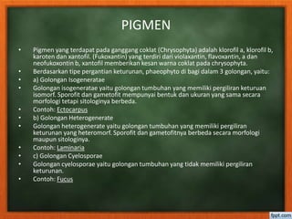 PIGMEN
• Pigmen yang terdapat pada ganggang coklat (Chrysophyta) adalah klorofil a, klorofil b,
karoten dan xantofil. (Fukoxantin) yang terdiri dari violaxantin, flavoxantin, a dan
neofukoxontin b, xantofil memberikan kesan warna coklat pada chrysophyta.
• Berdasarkan tipe pergantian keturunan, phaeophyto di bagi dalam 3 golongan, yaitu:
• a) Golongan Isogeneratae
• Golongan isogeneratae yaitu golongan tumbuhan yang memiliki pergiliran keturuan
isomorf. Sporofit dan gametofit mempunyai bentuk dan ukuran yang sama secara
morfologi tetapi sitologinya berbeda.
• Contoh: Ectocarpus
• b) Golongan Heterogenerate
• Golongan heterogenerate yaitu golongan tumbuhan yang memiliki pergiliran
keturunan yang heteromorf. Sporofit dan gametofitnya berbeda secara morfologi
maupun sitologinya.
• Contoh: Laminaria
• c) Golongan Cyelosporae
• Golongan cyelosporae yaitu golongan tumbuhan yang tidak memiliki pergiliran
keturunan.
• Contoh: Fucus
 