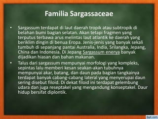 Familia Sargassaceae
• Sargassum terdapat di laut daerah tropik atau subtropik di
belahan bumi bagian selatan. Akan tetapi fragmen yang
terputus terbawa arus melintas laut atlantik ke daerah yang
beriklim dingin di benua Eropa. Jenis-jenis yang banyak sekali
tumbuh di sepanjang pantai Australia, India, Srilangka, Jepang,
China dan Indonesia. Di Jepang Sargassum enerya banyak
dijadikan hiasan dan bahan makanan.
• Talus dari sargassum mempunyai morfologi yang kompleks,
sepintas lalu memberi kesan seakan-akan tubuhnya
mempunyai akar, batang, dan daun pada bagian tangkainya
terdapat banyak cabang-cabang lateral yang menyerupai daun
sering disebut filoid. Di dekat filoid ini terdapat gelembung
udara dan juga reseptakel yang mengandung konseptakel. Daur
hidup bersifat diplontik.
 