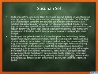Susunan Sel
• Pada phaeophyta umumnya dapat ditemukan adanya dinding sel yang tersusun
dari tiga macam polimer yaitu selulosa, asam alginat, fukan dan fukoidin. Algin
dari fukoidin lebih kompleks dari selulose dan fukoidin lebih kompleks dari
selulose dan gabungan dan keduanya membentuk fukokoloid. Dinding selnya
juga tersusun atas lapisan luar dan lapisan dalam, lapisan luar yaitu selulosa dan
lapisan dalam yaitu gumi. Tapi kadang-kadang dinding selnya juga mengalami
pengapuran. Inti selnya berinti tunggal yang mana pana pada pangkal berinti
banyak.
• Dinding sel menyebabkan sel tidak dapat bergerak dan berkembang bebas,
layaknya sel hewan. Namun demikian, hal ini berakibat positif karena dinding-
dinding sel dapat memberikan dukungan, perlindungan dan penyaring (filter)
bagi struktur dan fungsi sel sendiri. Dinding sel mencegah kelebihan air yang
masuk ke dalam sel.Dinding sel terbuat dari berbagai macam komponen,
tergantung golongan organisme. Pada tumbuhan, dinding-dinding sel sebagian
besar terbentuk oleh polimer karbohidrat, hemiselulosa, dan lignin sebagai
penyusun penting). Pada bakteri peptidoglikan (suatu glikoherin) menyusun
dinding sel. Fungi memiliki dinding sel yang terbentuk dari kitin. Sementara itu,
dinding sel alga terbentuk dari glikoprotein, pektin, dan sakarida sederhana
(gula).
 