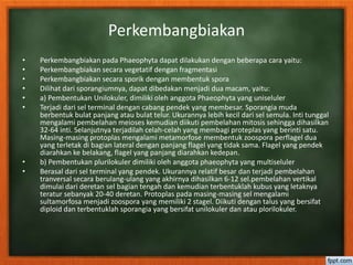 Perkembangbiakan
• Perkembangbiakan pada Phaeophyta dapat dilakukan dengan beberapa cara yaitu:
• Perkembangbiakan secara vegetatif dengan fragmentasi
• Perkembangbiakan secara sporik dengan membentuk spora
• Dilihat dari sporangiumnya, dapat dibedakan menjadi dua macam, yaitu:
• a) Pembentukan Unilokuler, dimiliki oleh anggota Phaeophyta yang uniseluler
• Terjadi dari sel terminal dengan cabang pendek yang membesar. Sporangia muda
berbentuk bulat panjang atau bulat telur. Ukurannya lebih kecil dari sel semula. Inti tunggal
mengalami pembelahan meioses kemudian diikuti pembelahan mitosis sehingga dihasilkan
32-64 inti. Selanjutnya terjadilah celah-celah yang membagi proteplas yang berinti satu.
Masing-masing protoplas mengalami metamorfose membentuk zoospora perflagel dua
yang terletak di bagian lateral dengan panjang flagel yang tidak sama. Flagel yang pendek
diarahkan ke belakang, flagel yang panjang diarahkan kedepan.
• b) Pembentukan plurilokuler dimiliki oleh anggota phaeophyta yang multiseluler
• Berasal dari sel terminal yang pendek. Ukurannya relatif besar dan terjadi pembelahan
tranversal secara berulang-ulang yang akhirnya dihasilkan 6-12 sel.pembelahan vertikal
dimulai dari deretan sel bagian tengah dan kemudian terbentuklah kubus yang letaknya
teratur sebanyak 20-40 deretan. Protoplas pada masing-masing sel mengalami
sultamorfosa menjadi zoospora yang memiliki 2 stagel. Diikuti dengan talus yang bersifat
diploid dan terbentuklah sporangia yang bersifat unilokuler dan atau plorilokuler.
 