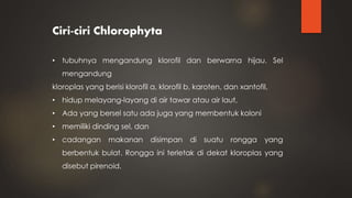 Ciri-ciri Chlorophyta
• tubuhnya mengandung klorofil dan berwarna hijau. Sel
mengandung
kloroplas yang berisi klorofil a, klorofil b, karoten, dan xantofil,
• hidup melayang-layang di air tawar atau air laut,
• Ada yang bersel satu ada juga yang membentuk koloni
• memiliki dinding sel, dan
• cadangan makanan disimpan di suatu rongga yang
berbentuk bulat. Rongga ini terletak di dekat kloroplas yang
disebut pirenoid.
 