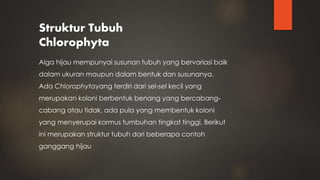 Struktur Tubuh
Chlorophyta
Alga hijau mempunyai susunan tubuh yang bervariasi baik
dalam ukuran maupun dalam bentuk dan susunanya.
Ada Chlorophytayang terdiri dari sel-sel kecil yang
merupakan koloni berbentuk benang yang bercabang-
cabang atau tidak, ada pula yang membentuk koloni
yang menyerupai kormus tumbuhan tingkat tinggi. Berikut
ini merupakan struktur tubuh dari beberapa contoh
ganggang hijau
 