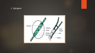 2. Spirogyra
 
