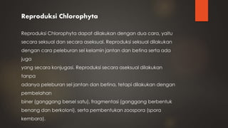 Reproduksi Chlorophyta
Reproduksi Chlorophyta dapat dilakukan dengan dua cara, yaitu
secara seksual dan secara aseksual. Reproduksi seksual dilakukan
dengan cara peleburan sel kelamin jantan dan betina serta ada
juga
yang secara konjugasi. Reproduksi secara aseksual dilakukan
tanpa
adanya peleburan sel jantan dan betina, tetapi dilakukan dengan
pembelahan
biner (ganggang bersel satu), fragmentasi (ganggang berbentuk
benang dan berkoloni), serta pembentukan zoospora (spora
kembara).
 