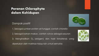 Peranan Chlorophyta
dalam Kehidupan
Dampak positif
1. Sebagai sumber protein sel tunggal, contoh chlorella
2. Sebagai bahan makan, contoh volvox sebagai sayuran
3. Menghasilkan O2 (oksigen) dan hasil fotositensis yang
diperlukan oleh makhluk hidup lain untuk bernafas
 