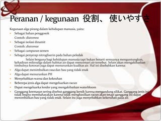 Kegunaan alga pirang dalam kehidupan manusia, yaitu:
 Sebagai bahan penggosok
Contoh: diatomea
 Sebagai isolasi dinamit
Contoh: diatomae
 Sebagai campuran semen
 Sebagai penyerap nitrogliserin pada bahan peledak
Selain berguna bagi kehidupan manusia tapi bukan berarti semuanya menguntungkan,
kehadiran mikroalga dalam habitat air dapat mencemari air tersebut. Selain akan mengakibatkan
timbulnya kotoran juga dapat menurunkan kualitas air. Hal ini disebabkan karena:
 Alga dapat menimbulkan rasa dan bau yang tidak enak
 Alga dapat menurunkan PH
 Menyebabkan warna dan kekeuhan
 Beberepa jenis alga dapat mengeluarkan racun
 Dapat mengeluarka lender yang mengakibatkan waterbloom
 Ganggang keemasan sering disebut ganggang kersik karena mengandung silikat. Ganggang jenis ini
tidak begitu membahayakan karena tidak menghasilkan racun akan tetapi ganggang ini dapat
menimbulkan bau yang tidak enak. Selain itu juga menyebabkan kekeruhan pada air.
 