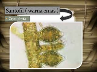  Crysophyta
 