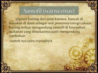 pigmen kuning dari jenis karoten. banyak di
temukan di daun sebagai unit penerima energi cahaya.
Kuning terluar mengandung santofil di karenakan
makanan yang dimakannya pasti mengandung
tumbuhan.
 contoh nya yaitu crysophyta
 