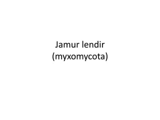 Jamur lendir
(myxomycota)
 