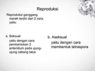 Reproduksi
Reproduksi ganggang
merah terdiri dari 2 cara,
yaitu:
a. Seksual
yaitu dengan cara
pembentukan 2
anteridium pada ujung-
ujung cabang talus
b. Aseksual
yaitu dengan cara
membentuk tetraspora
 