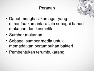 Peranan
• Dapat menghasilkan agar yang
dimanfaatkan antara lain sebagai bahan
makanan dan kosmetik
• Sumber makanan
• Sebagai sumber media untuk
memadatkan pertumbuhan bakteri
• Pembentukan terumbukarang
 