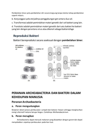 Pembelahan binar yaitu pembelahan diri secara langsung tanpa melalui tahap pembelahan
seperti mitosis.
b. Konjunggasiyaitu terjadinya penggabungan gen antara dua sel.
c. Transformasiadalah pemindahan materi genetik dari sel bakteriyang lain.
d. Tranduksiadalah pemindahan materi genetik darisatu bakteri ke bakteri
yang lain dengan perantara virus atau dikenal sebagaibakteriofage
PERANAN ARCHEABACTERIA DAN BAKTERI DALAM
KEHIDUPAN MANUSIA
Peranan Archaebacteria
a. Peran menguntungkan
Berperan dalam proses pembusukan sampah dan kotoran hewan sehingga menghasilkan
energi alternatif metana berupa biogas. Contohnya Methanobacterium.
b. Peran merugikan
Archaebacteria dapat merusak makanan yang diawetkan dengan garam dan dapat
menyebabkan cepatnya pembusukan pada ikan laut.
 