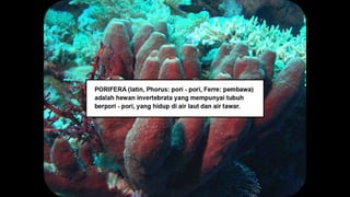 Xmia2 porifera