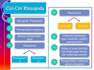 Alat gerak: Pseupodia
Telanjang/bercangkang
Bentuk Sel berubah-
ubah
Heterotof (pemakan
alga uniseluler, bakteri,
protozoa lain)
Hidup di tanah lembab
dan lingkungan berair,
dan beberapa parasit
Sitoplasma
Reproduksi
Endoplasm
a
Ektoplasm
a
Aseksual Seksual
1.
2.
3.
4.
5.
7.
6.
Pengambilan makanan
secara phagocyt
5.
