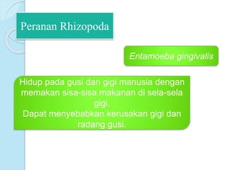 Peranan Rhizopoda
Entamoeba gingivalis
Hidup pada gusi dan gigi manusia dengan
memakan sisa-sisa makanan di sela-sela
gigi.
Dapat menyebabkan kerusakan gigi dan
radang gusi.