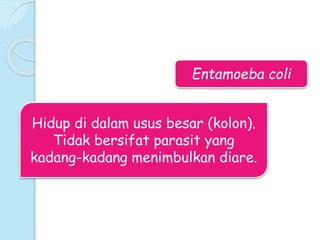 Entamoeba coli
Hidup di dalam usus besar (kolon).
Tidak bersifat parasit yang
kadang-kadang menimbulkan diare.