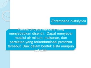 Entamoeba histolytica
Parasit di usus manusia yang
menyebabkan disentri. Dapat menyebar
melalui air minum, makanan, dan
peralatan yang terkontaminasi protozoa
tersebut. Baik dalam bentuk sista maupun
sel aktif.
