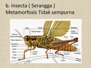 b. Insecta ( Serangga )
Metamorfosis Tidak sempurna
 