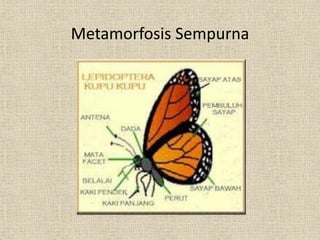 Metamorfosis Sempurna
 