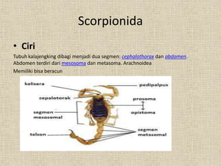Scorpionida
• Ciri
Tubuh kalajengking dibagi menjadi dua segmen: cephalothorax dan abdomen.
Abdomen terdiri dari mesosoma dan metasoma. Arachnoidea
Memiliki bisa beracun
 