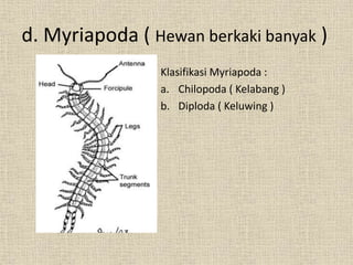 Klasifikasi Myriapoda :
a. Chilopoda ( Kelabang )
b. Diploda ( Keluwing )
d. Myriapoda ( Hewan berkaki banyak )
 