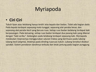 Myriapoda
• Ciri Ciri
Tubuh lipan atau kelabang hanya terdiri atas kepala dan badan. Tidak ada bagian dada.
Pada kepala terdapat sepasang mata tunggal, sepasang alat peraba besar, dan
sepasang alat peraba kecil yang beruas-ruas. Setiap ruas badan belakang terdapat kaki
berpasangan. Pada keluwing, setiap ruas badan terdapat dua pasang kaki yang dikenal
dengan “kaki seribu”. Sedangkan pada kelabang terdapat sepasang kaki. Myriapoda
melakukan respirasinya menggunakan saluran trakea yang bermuara pada lubang-
lubang kecil (stigma), letaknya pada dinding ruasruas tubuh. Lubang tersebut disebut
spirakel. Sistem peredaran darahnya terbuka dan letak jantung pada bagian punggung
 