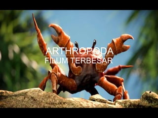 ARTHROPODA
FILUM TERBESAR
 