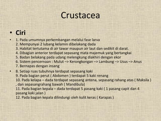Crustacea
• Ciri
• 1. Pada umumnya perkembangan melalui fase larva
2. Mempunyai 2 lubang kelamin dibelakang dada
3. Habitat tertutama di air tawar maupun air laut dan sedikit di darat.
4. Dibagian anterior terdapat sepasang mata majemuk yang bertangkai
5. Badan belakang pada udang melengkung diakhiri dengan ekor
6. Sistem pencernaan : Mulut –> Kerongkongan –> Lambung –> Usus –> Anus
7. Bernapas dengan insang
• 8. Setiap ruas tubuhnya terdapat sepasang kaki
9. Pada bagian perut ( Abdomen ) terdapat 5 kaki renang
10. Pada kelapa – dada terdapat sepasang antena, sepasang rahang atas ( Maksila )
, dan sepasangrahang bawah ( Mandibula)
11. Pada bagian kepala – dada terdapat 5 pasang kaki ( 1 pasang capit dan 4
pasang kaki jalan )
12. Pada bagian kepala dilindungi oleh kulit keras ( Karapas )
 