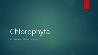 Chlorophyta
BY: THIRAFY , RAZAN , JOHAN
 