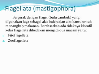 Flagellata (mastigophora)
Bergerak dengan flagel (bulu cambuk) yang
digunakan juga sebagai alat indera dan alat bantu untuk
menangkap makanan. Berdasarkan ada tidaknya klorofil
kelas flagellata dibedakan menjadi dua macam yaitu:
1. Fitoflagellata
2. Zooflagellata
 