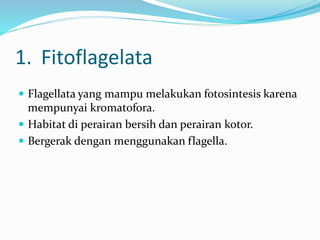 1. Fitoflagelata
 Flagellata yang mampu melakukan fotosintesis karena
mempunyai kromatofora.
 Habitat di perairan bersih dan perairan kotor.
 Bergerak dengan menggunakan flagella.
 