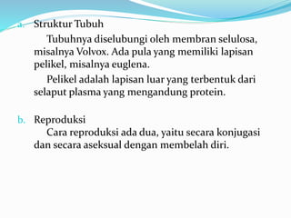 a. Struktur Tubuh
Tubuhnya diselubungi oleh membran selulosa,
misalnya Volvox. Ada pula yang memiliki lapisan
pelikel, misalnya euglena.
Pelikel adalah lapisan luar yang terbentuk dari
selaput plasma yang mengandung protein.
b. Reproduksi
Cara reproduksi ada dua, yaitu secara konjugasi
dan secara aseksual dengan membelah diri.
 