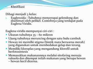 c. Klasifikasi
Dibagi menjadi 3 kelas:
1. Euglenoida : Tubuhnya menyerupai gelendong dan
diselimuti oleh pelikel. Contohnya yang terdapat pada
Euglena Viridis.
Euglena viridis mempunyai ciri-ciri :
 Ukuran tubuhnya 35 – 60 mikron
 Ujung tubuhnya meruncing dengan satu bulu cambuk
 Hewan ini memilki stigma (bintik mata berwarna merah)
yang digunakan untuk membedakan gelap dan terang.
 Memiliki kloroplas yang mengandung klorofil untuk
berfotosintesis
 Memasukkan makanannnya melalui sitofaring menuju
vakuola dan ditempat inilah makanan yang berupa hewan
– hewan kecil dicerna.
 