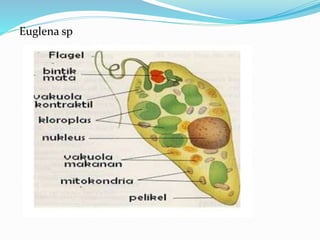 Euglena sp
 