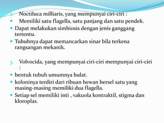 2. Noctiluca milliaris, yang mempunyai ciri-ciri :
 Memiliki satu flagella, satu panjang dan satu pendek.
 Dapat melakukan simbiosis dengan jenis ganggang
tertentu.
 Tubuhnya dapat memancarkan sinar bila terkena
rangsangan mekanik.
3. Volvocida, yang mempunyai ciri-ciri mempunyai ciri-ciri
:
 bentuk tubuh umumnya bulat.
 koloninya terdiri dari ribuan hewan bersel satu yang
masing-masing memiliki dua flagella.
 Setiap sel memiliki inti , vakuola kontraktil, stigma dan
kloroplas.
 