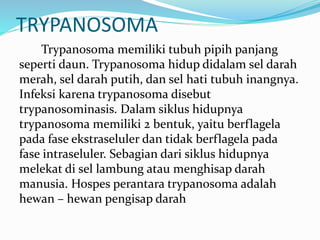 TRYPANOSOMA
Trypanosoma memiliki tubuh pipih panjang
seperti daun. Trypanosoma hidup didalam sel darah
merah, sel darah putih, dan sel hati tubuh inangnya.
Infeksi karena trypanosoma disebut
trypanosominasis. Dalam siklus hidupnya
trypanosoma memiliki 2 bentuk, yaitu berflagela
pada fase ekstraseluler dan tidak berflagela pada
fase intraseluler. Sebagian dari siklus hidupnya
melekat di sel lambung atau menghisap darah
manusia. Hospes perantara trypanosoma adalah
hewan – hewan pengisap darah
 