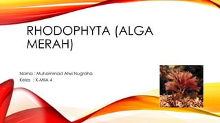 RHODOPHYTA (ALGA
MERAH)
Nama : Muhammad Alwi Nugraha
Kelas : X-MIIA 4
 