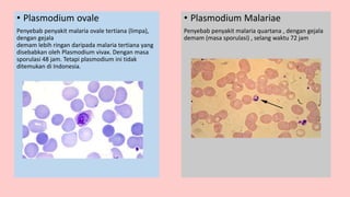 • Plasmodium Malariae
Penyebab penyakit malaria quartana , dengan gejala
demam (masa sporulasi) , selang waktu 72 jam
• Plasmodium ovale
Penyebab penyakit malaria ovale tertiana (limpa),
dengan gejala
demam lebih ringan daripada malaria tertiana yang
disebabkan oleh Plasmodium vivax. Dengan masa
sporulasi 48 jam. Tetapi plasmodium ini tidak
ditemukan di Indonesia.
 