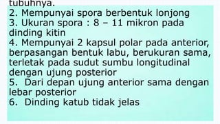 tubuhnya.
2. Mempunyai spora berbentuk lonjong
3. Ukuran spora : 8 – 11 mikron pada
dinding kitin
4. Mempunyai 2 kapsul polar pada anterior,
berpasangan bentuk labu, berukuran sama,
terletak pada sudut sumbu longitudinal
dengan ujung posterior
5. Dari depan ujung anterior sama dengan
lebar posterior
6. Dinding katub tidak jelas
 