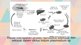Diatas merupakan proses reproduksi aseksual dan
seksual dalam siklus hidum plasmodium sp
 