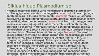 Siklus hidup Plasmodium sp
• Nyamuk anopheles betina yang mengandung sporozoit plasmodium
sp. Menggigit manusia, dan meninggalkan sporozoit di dalam jaringan
darah manusia  Melalui aliran darah, sporozoit masuk ke jaringan
hati(liver).Sporozoit bereproduksi secara aseksual (pembelahan biner)
berkali-kali, dan tumbuh menjadi merozoit  Merozoit menggunakan
kompleks apeks ( ujung sel ) untuk menembus sel darah merah (
erotrosit ) penderita  Merozoit tumbuh dan bereproduksi aseksual (
pembelahan biner ) secara berulang-ulang sehingga terdapat banyak
merozoit baru. Merozoit baru ini disebut juga Tropozoit. Tropozoit
keluar setelah memecah sel darah merah dan menginfeksi sel darah
merah lainnya, secara berulang-ulang dengan interval 48-72 jam
(tergantung pada spesiesnya). Akibatnya penderita mengalami
demam dan menggigil secara periodik  Di dalam jaringan darah,
beberapa merezoit membelah dan membentuk gametosit jantan
(mikrogametosit) dan gametosit betina (makrogametosit )  Bila
nyamuk Anopheles betina lainnya menggigit dan mengisap darah
penderita, maka mikrogametosit maupun makrogametosit tumbuh
 