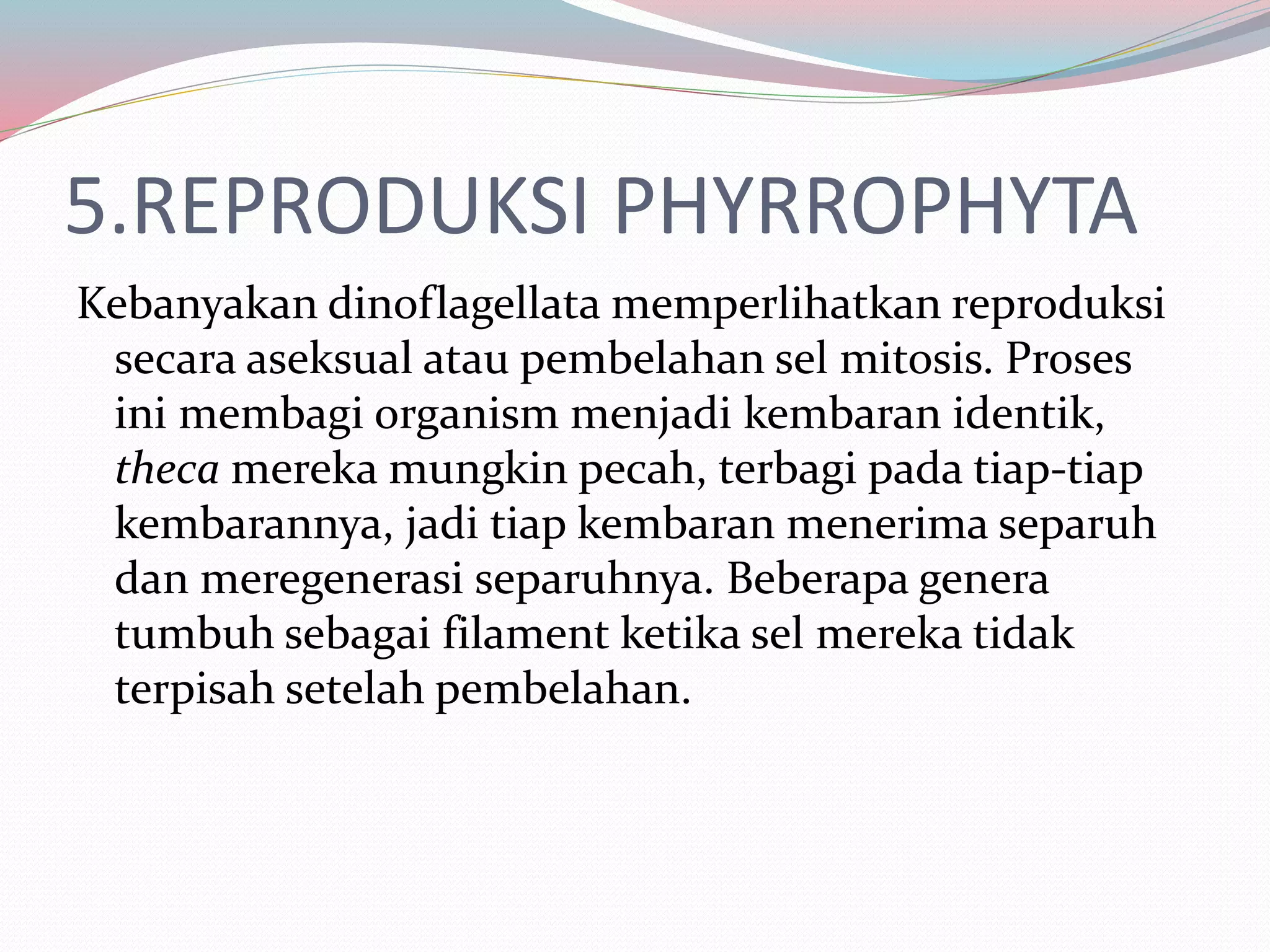 5.REPRODUKSI PHYRROPHYTA
Kebanyakan dinoflagellata memperlihatkan reproduksi
secara aseksual atau pembelahan sel mitosis. Proses
ini membagi organism menjadi kembaran identik,
theca mereka mungkin pecah, terbagi pada tiap-tiap
kembarannya, jadi tiap kembaran menerima separuh
dan meregenerasi separuhnya. Beberapa genera
tumbuh sebagai filament ketika sel mereka tidak
terpisah setelah pembelahan.
 